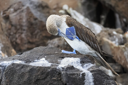 Ecuador, Galapagos-Inseln, Isabela, Blaufußtölpel putzt seinen Fuß - FOF007340