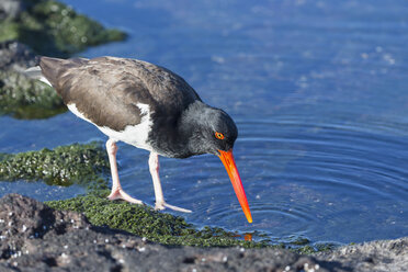 Ecuador, Galapagos-Inseln, Santiago, Futtersuche Amerikanische Auster - FOF007341