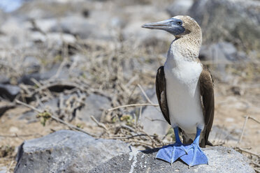 File:Blue-footed Booby Galapagos RWD1.jpg - Wikimedia Commons