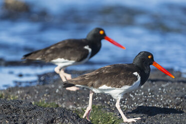 Ecuador, Galapagos-Inseln, Santiago, zwei amerikanische Austern am Meeresufer - FOF007343