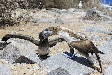Ecuador, Galapagos-Inseln, Espanola, Punta Suarez, Blaufußtölpel füttert jungen Blaufußtölpel - FOF007344