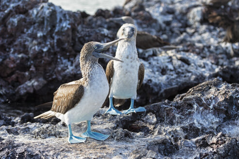 Ecuador, Galapagos-Inseln, Isabela, zwei Blaufußtölpel - FOF007347