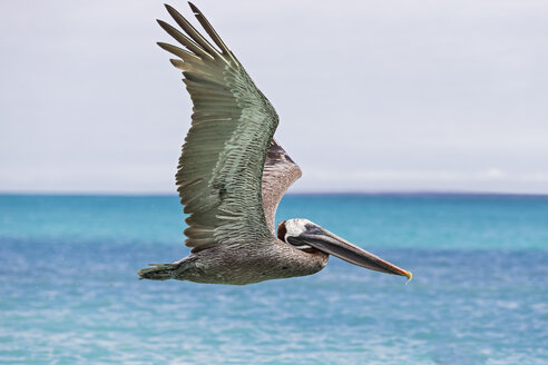 Ecuador, Galapagos-Inseln, Santa Cruz, Playa Las Bachas, fliegender Braunpelikan - FOF007350