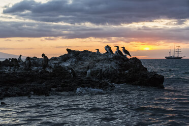 Ecuador, Galapagos Inseln, Isabela, Blaufußtölpel auf Felsen bei Sonnenuntergang - FOF007352