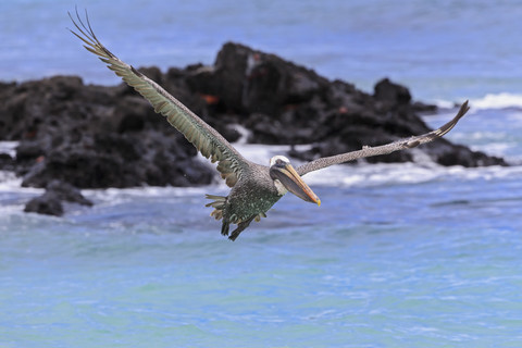 Ecuador, Galapagos-Inseln, Santa Cruz, Playa Las Bachas, fliegender Braunpelikan, lizenzfreies Stockfoto