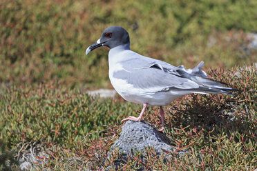 Ecuador, Galapagos-Inseln, Plaza Sur, Schwalbenschwanzmöwe - FOF007364