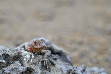 Ecuador, Galapagos Islands, Bartolome, female Galapagos Lava Lizard - FOF007366