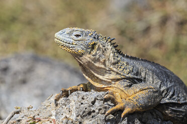 Ecuador, Galapagos Islands, Plaza Sur, Galapagos land iguana - FOF007367