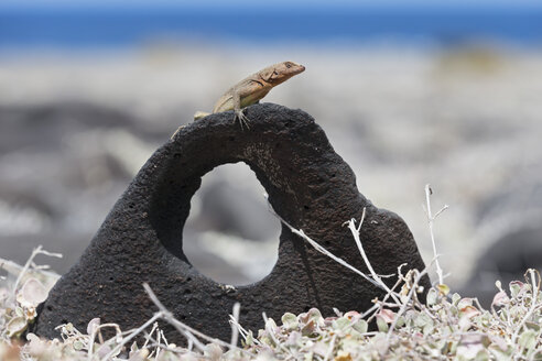 Ecuador, Galapagos-Inseln, Espanola, Galapagos-Lava-Eidechse - FOF007370