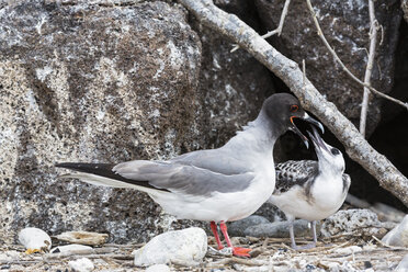 Ecuador, Galapagos-Inseln, Genovesa, Darwin-Bucht, Fütterung einer jungen Schwalbenschwanzmöwe - FOF007372