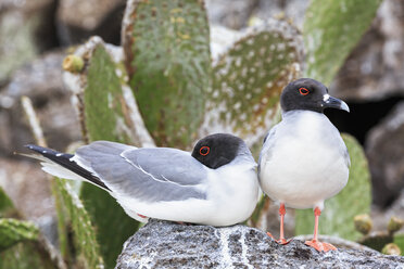 Ecuador, Galapagos Islands, Genovesa, Darwin Bay, two swallow-tailed gulls - FOF007375