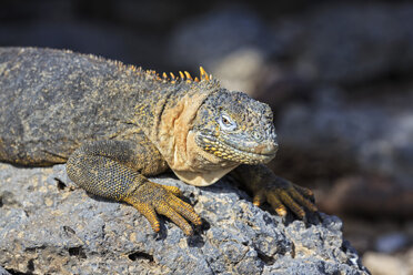 Ecuador, Galapagos Islands, Plaza Sur, Galapagos land iguana - FOF007376