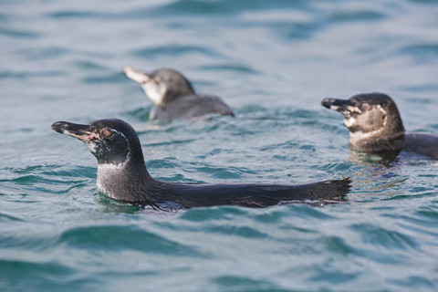 Ecuador, Galapagos-Inseln, Isabela, drei schwimmende Galapagos-Pinguine, lizenzfreies Stockfoto