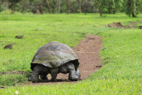 Ecuador, Galapagos-Inseln, Rückenansicht einer gehenden Galapagos-Schildkröte - FOF007388