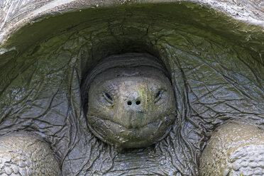 Ecuador, Galapagos Islands, snoozing Galapagos tortoise - FOF007389