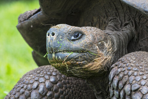 Ecuador, Galapagos-Inseln, Galapagos-Schildkröte mit Gras im Gesicht - FOF007390