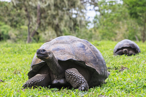 Ecuador, Galapagos-Inseln, Galapagos-Schildkröten auf einer Wiese - FOF007391