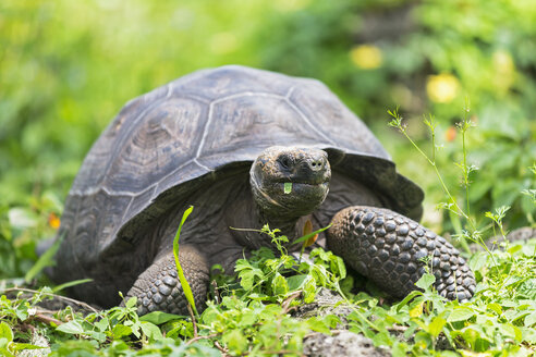 Ecuador, Galapagos-Inseln, Galapagos-Schildkröte essen - FOF007392