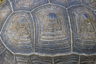 Ecuador, Galapagos-Inseln, Detail eines Panzers der Galapagos-Schildkröte - FOF007393