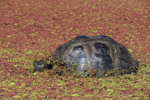 Ecuador, Galapagos-Inseln, Galapagos-Schildkröte mit Pflanzen bedeckt in einer Lagune - FOF007394