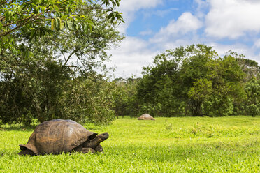 Ecuador, Galapagos Islands, Galapagos tortoises on a meadow - FOF007395