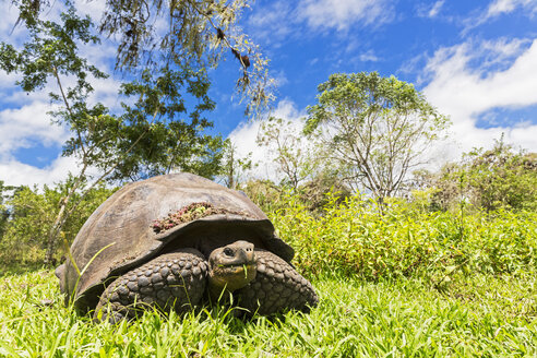 Ecuador, Galapagos-Inseln, fressende Galapagos-Schildkröte auf einer Wiese - FOF007397