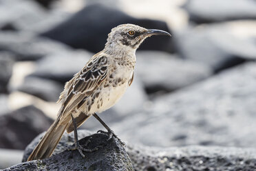 Ecuador, Galapagos-Inseln, Santa Cruz, Punta Suarez, Galapagos-Spottdrossel - FOF007398