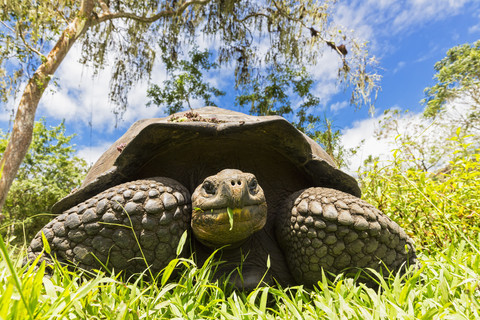 Ecuador, Galapagos-Inseln, Galapagos-Schildkröte essen, lizenzfreies Stockfoto