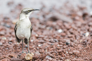 Ecuador, Galapagos-Inseln, Rabida, Galapagos-Spottdrossel - FOF007400