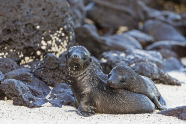 Ecuador, Galapagos Inseln, Santa Fe, zwei junge nasse Seelöwen auf Sand - FOF007404