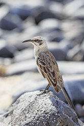 Ecuador, Galapagos Islands, Santa Cruz, Punta Suarez, Galapagos mockingbird - FOF007405