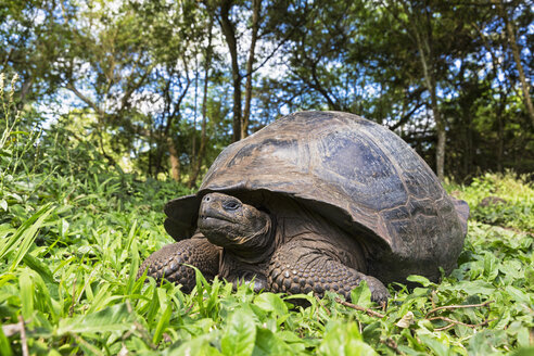 Ecuador, Galapagos-Inseln, Galapagos-Schildkröte - FOF007406