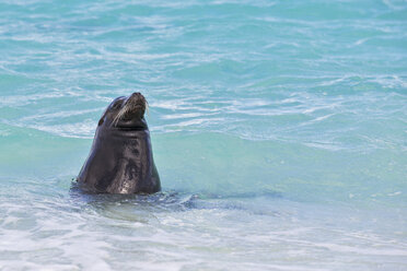 Ecuador, Galapagos Inseln, Espanola, Gardner Bay, Seelöwe im Wasser - FOF007411