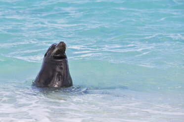 Ecuador, Galapagos Islands, Espanola, Gardner Bay, sea lion in water - FOF007411