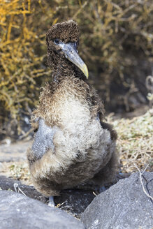 Ecuador, Galapagos Islands, Espanola, Punta Suarez, young Galapagos albatross - FOF007412