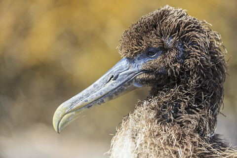 Ecuador, Galapagos Islands, Espanola, Punta Suarez, portrait of young Galapagos albatross stock photo