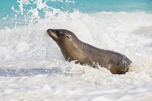 Ecuador, Galapagos-Inseln, Espanola, Gardner Bay, Seelöwe sitzt im Meeresschaum am Meeresufer - FOF007415