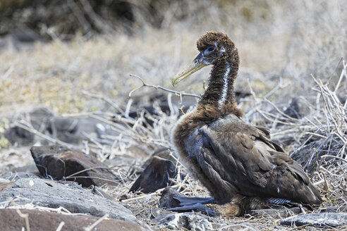 Ecuador, Galapagos-Inseln, Espanola, Punta Suarez, junger Galapagos-Albatros - FOF007416