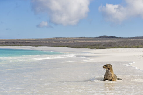 Ecuador, Galapagos-Inseln, Espanola, Gardner Bay, Seelöwe im Wasser sitzend am Meeresufer - FOF007417