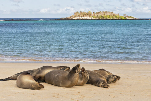 Ecuador, Galapagos-Inseln, Santa Fe, sechs Seelöwen am Strand liegend am Meer - FOF007418