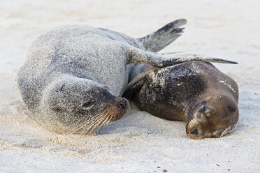 Ecuador, Galapagos-Inseln, Santa Fe, zwei am Strand liegende Seelöwen - FOF007419