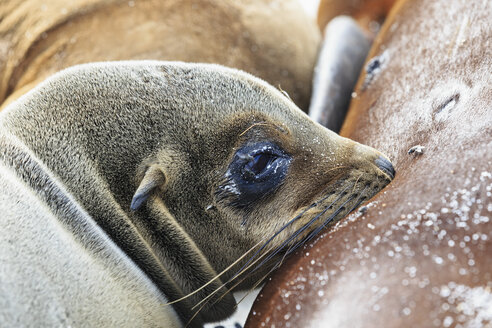 Ecuador, Galapagos-Inseln, Espanola, trinkendes Seelöwenbaby - FOF007422