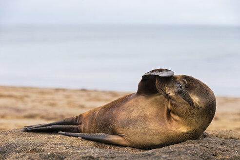 Ecuador, Galapagos-Inseln, Floreana, Punta Kormoran, junger Seelöwe mit Flosse auf der Schnauze - FOF007423