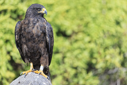 Ecuador, Galapagos-Inseln, Espanola, Punta Suarez, Galapagos-Falke - FOF007425