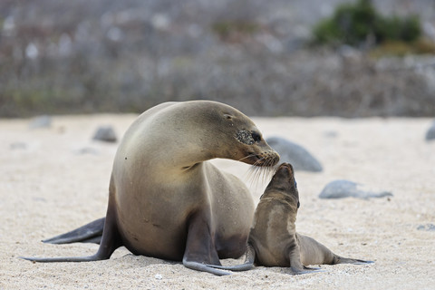 Ecuador, Galapagos Inseln, Seymour Norte, Seelöwe mit Baby, lizenzfreies Stockfoto