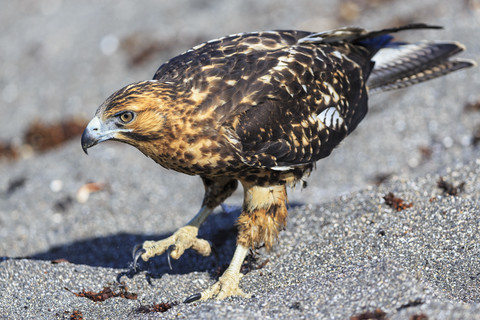 Ecuador, Galapagos-Inseln, Isabela, Urbina-Bucht, Galapagos-Falke, lizenzfreies Stockfoto