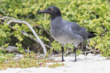 Ecuador, Galapagos-Inseln, Genovesa, Lava-Möwe - FOF007437