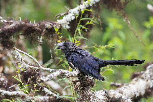 Ecuador, Galapagos-Inseln, Santa Cruz, Glattschnabel-Ani auf einem Ast - FOF007442