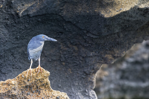 Ecuador, Galapagos Inseln, Bartolome, Lavareiher auf einem Felsen - FOF007443