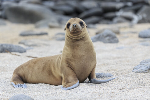 Ecuador, Galapagos Inseln, Seymour Norte, junger Seelöwe am Sandstrand - FOF007447